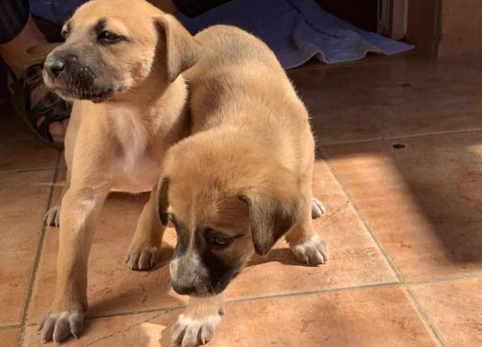 Teneriffa: Ranger liegt Tage auf der Lauer, dann rettet er fünf Hunde-Welpen