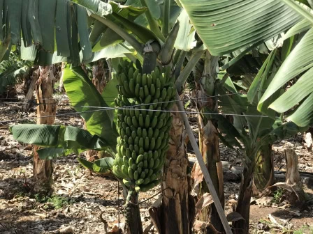 Kanaren werfen 2,2 Millionen Kilo Bananen auf den Müll