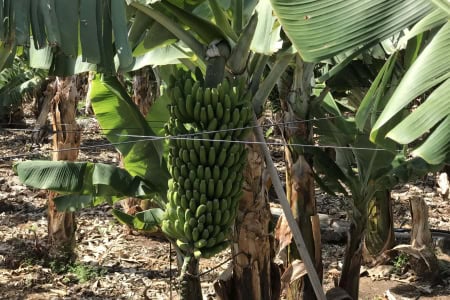 Bananen-Anbau Landwirtschaft Kanaren