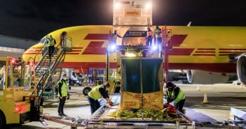 DHL Gorilla Kiburi Teneriffa London