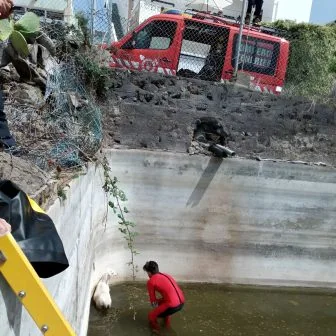 Teneriffa: Feuerwehr rettet Ziege aus Stausee – Mann fasst Einbrecher selbst