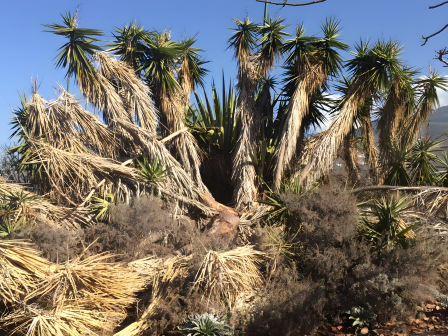 Waldbrandgefahr: Teneriffa räumt mehrere Campingplätze