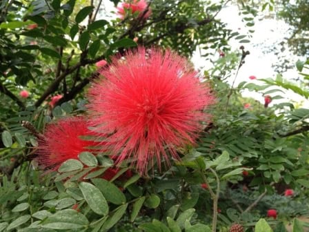 Fotos: Das ist der Botanischen Garten auf Teneriffa