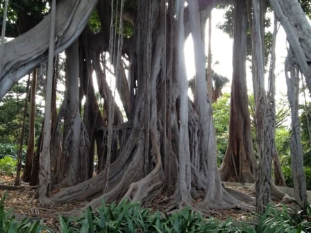 Der Botanische Garten auf Teneriffa – Alle Infos zum Jardin Botanico aclimatación