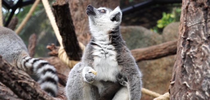 Fotos vom süßen Katta-Baby im Loro Parque auf Teneriffa