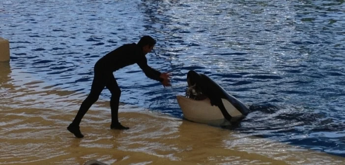 Wal-Fütterung Orca Ocean Loro Parque