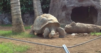 Galapagos-Schildkröten im Loro Parque auf Teneriffa