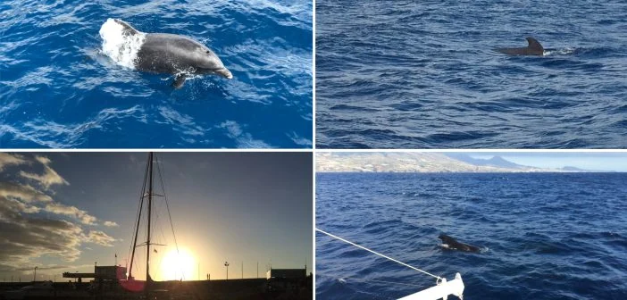 Whale Watching Teneriffa Kanaren Wale beobachten Übersicht