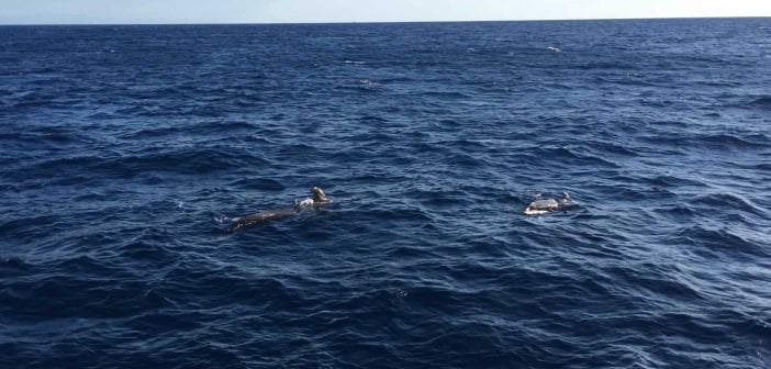 Whale Watching Teneriffa Wal-Familie