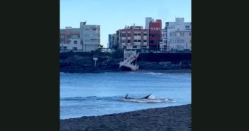 Hai Strand Gran Canaria