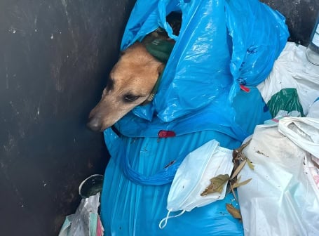 Gran Canaria: Hund in den Müll geworfen – Polizei hat heiße Spur