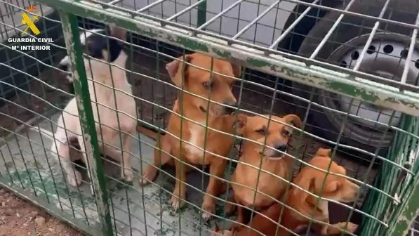 35 Hunde in erbärmlichem Zustand auf Teneriffa befreit