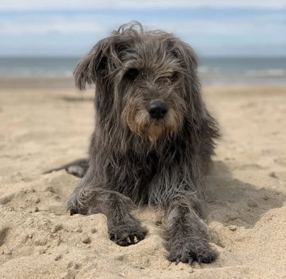 Das sind die beliebtesten Hundestrände auf den Kanaren