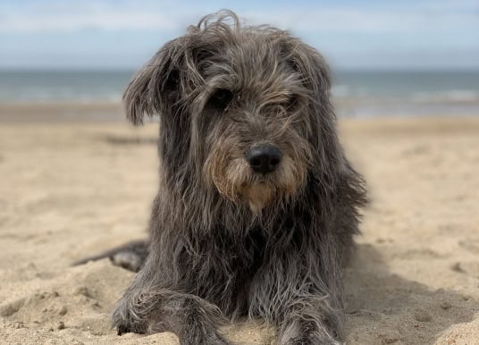 Das sind die beliebtesten Hundestrände auf den Kanaren