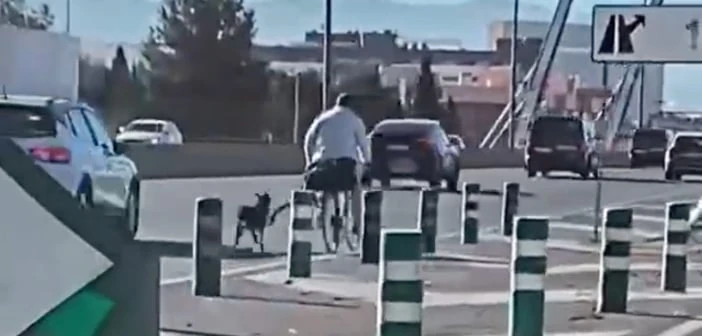 Mann Hund Autobahn Fahrrad Polizei Granada