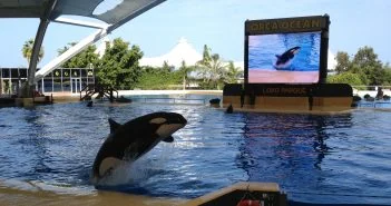 Orca Loro Parque