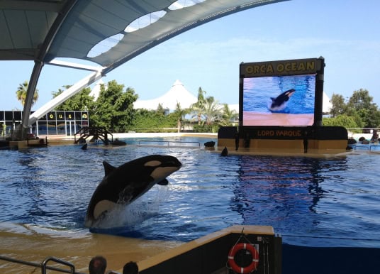 Loro Parque stellt Sinn einer Auswilderung seiner Orcas infrage