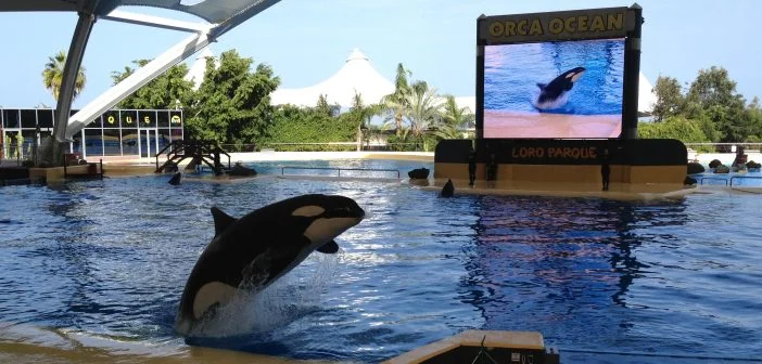 Orca Loro Parque