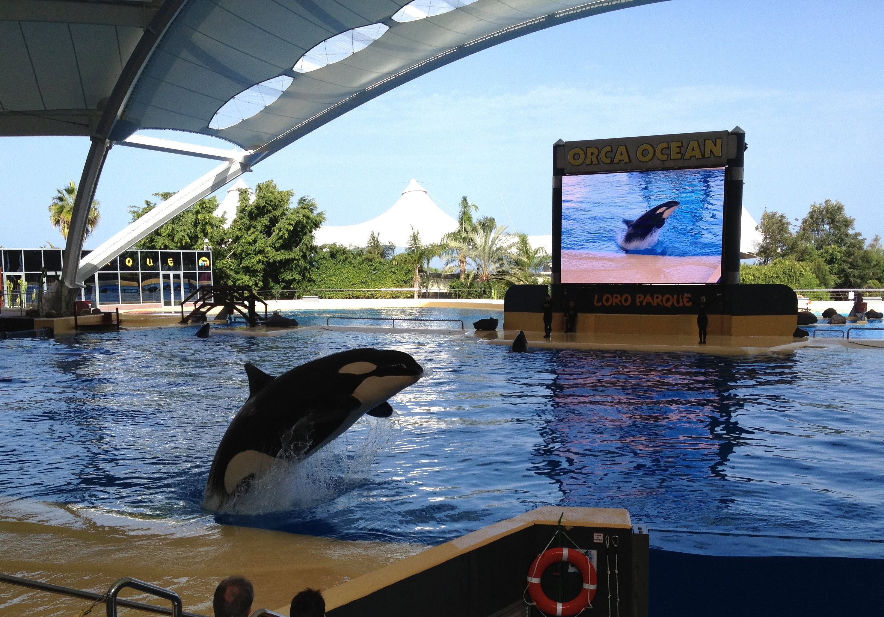 Orca Loro Parque