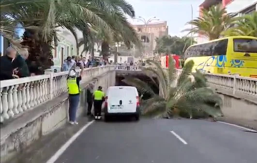 Las Palmas: In Gran Canarias Hauptstadt fallen die Palmen um