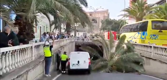 Palme umgefallen Las Palmas Gran Canaria