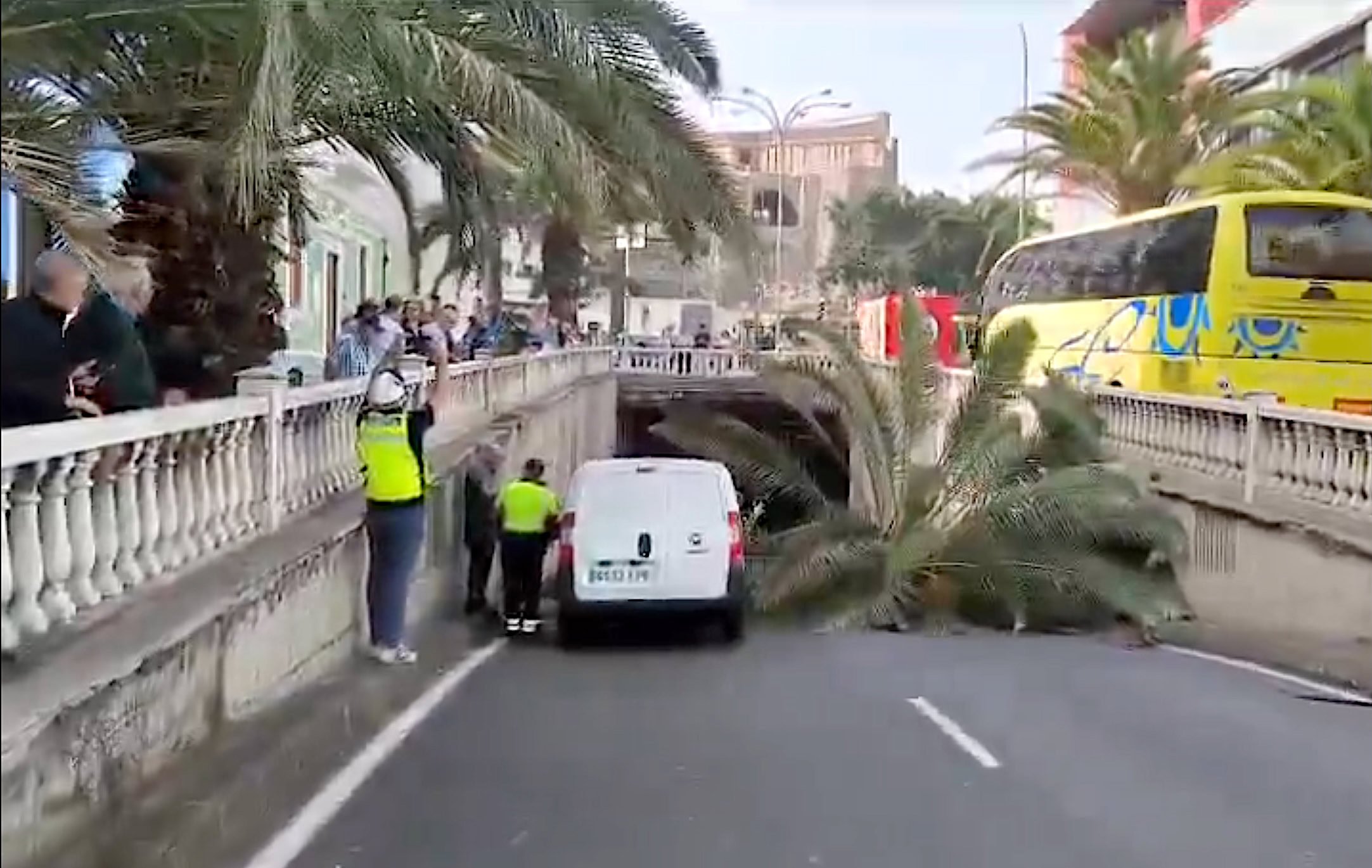 Palme umgefallen Las Palmas Gran Canaria