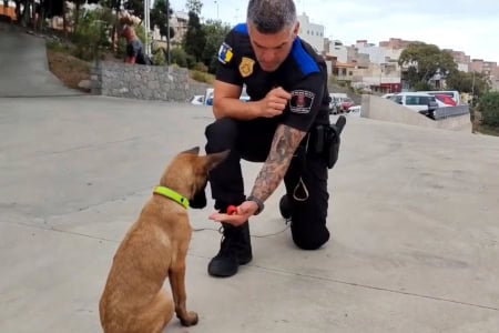 Polizeihund Nax Welpe Gran Canaria