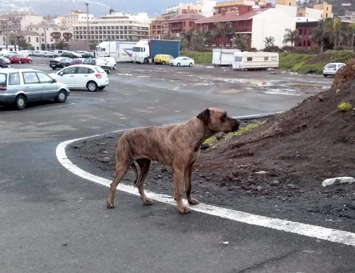 Dogo Canario: Kraftprotz, gutmütiger Begleiter und Wachhund