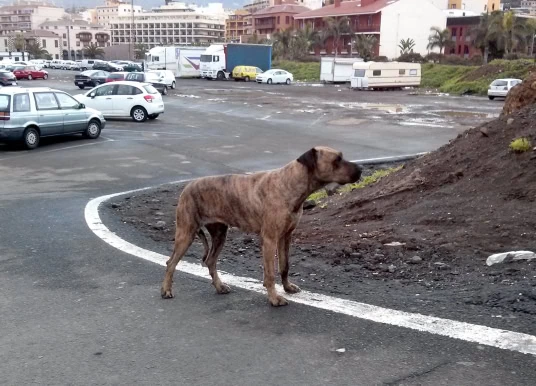 Dogo Canario: Kraftprotz, gutmütiger Begleiter und Wachhund