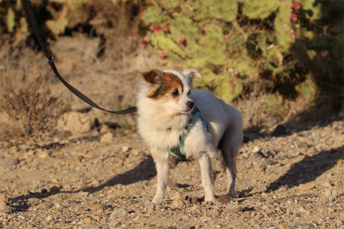 Teneriffa-Tiere Venus 2